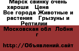 Марск свинку очень хароши › Цена ­ 2 000 - Все города Животные и растения » Грызуны и Рептилии   . Московская обл.,Лобня г.